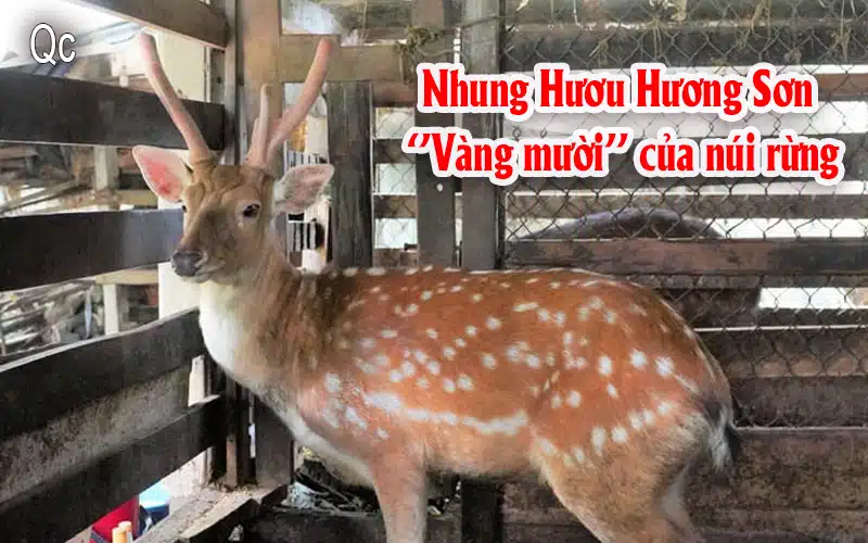 nhung hươu hương sơn